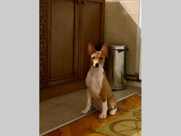 basenji štenci na prodaju besplatni mali oglasi