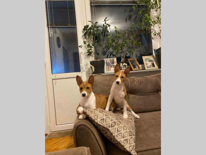 basenji štenci na prodaju besplatni mali oglasi