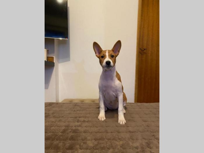 basenji štenci na prodaju besplatni mali oglasi