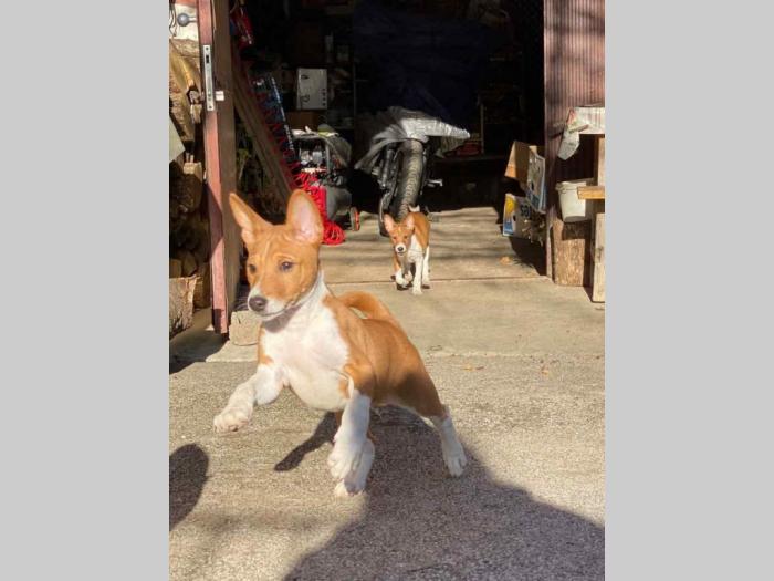 basenji štenci na prodaju besplatni mali oglasi