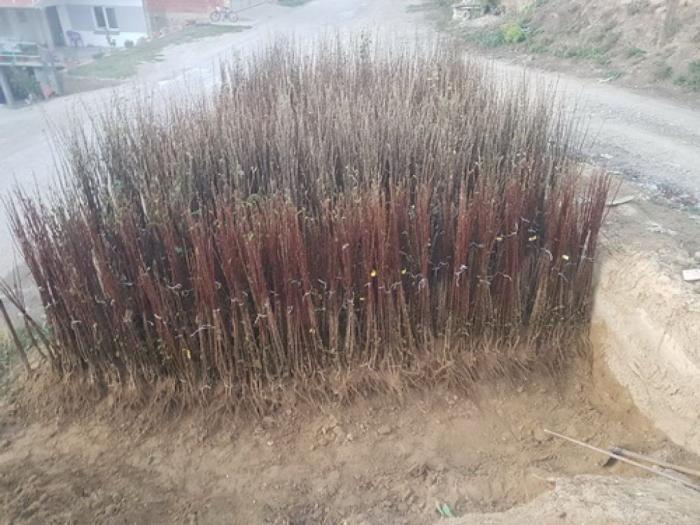 prodaja sadnica svih vrsta voća besplatni mali oglasi