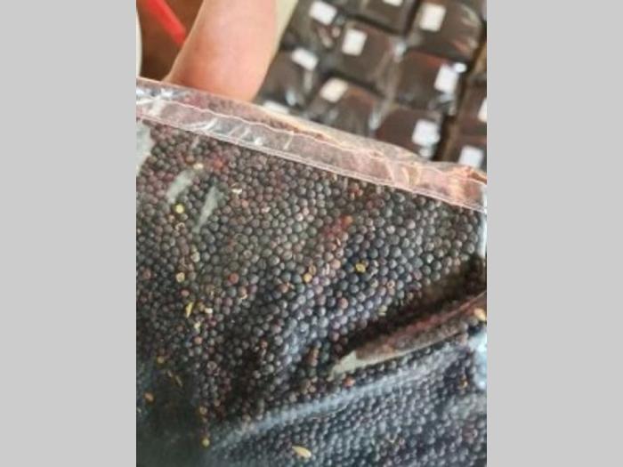 perko seme stočni kelj akcija besplatni mali oglasi