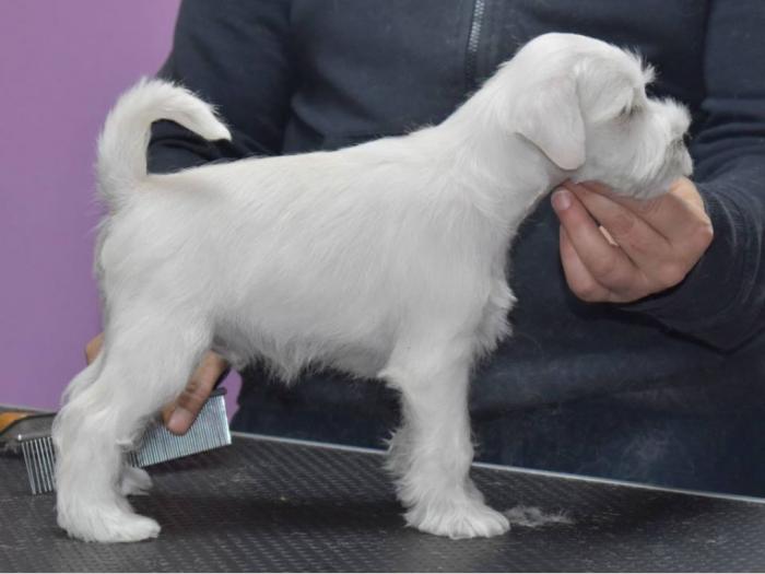 beli patuljasti šnaucer vrhunski štenci besplatni mali oglasi