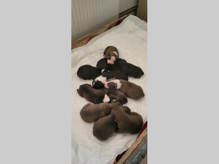 pit bul štenci besplatni mali oglasi