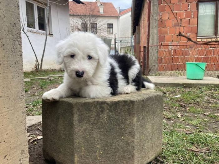 bobtail štenci besplatni mali oglasi
