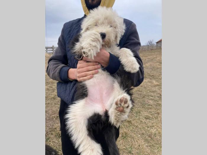 bobtail štenci besplatni mali oglasi