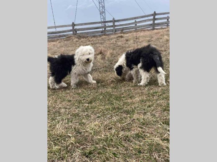 bobtail štenci besplatni mali oglasi