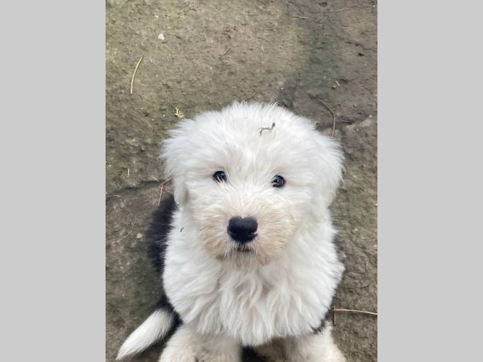 bobtail štenci besplatni mali oglasi