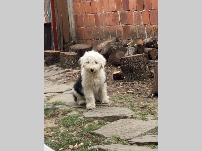 bobtail štenci besplatni mali oglasi