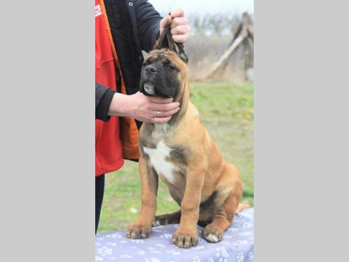 cane corso štenci besplatni mali oglasi