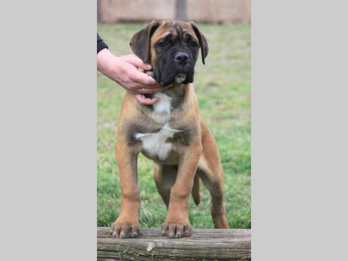 cane corso štenci besplatni mali oglasi