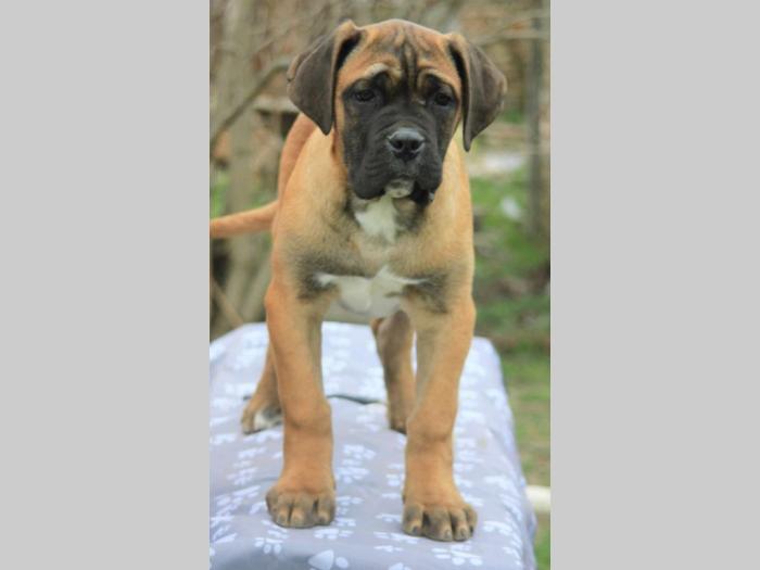 cane corso štenci besplatni mali oglasi