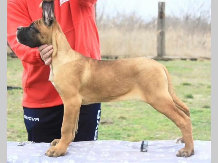 cane corso štenci besplatni mali oglasi
