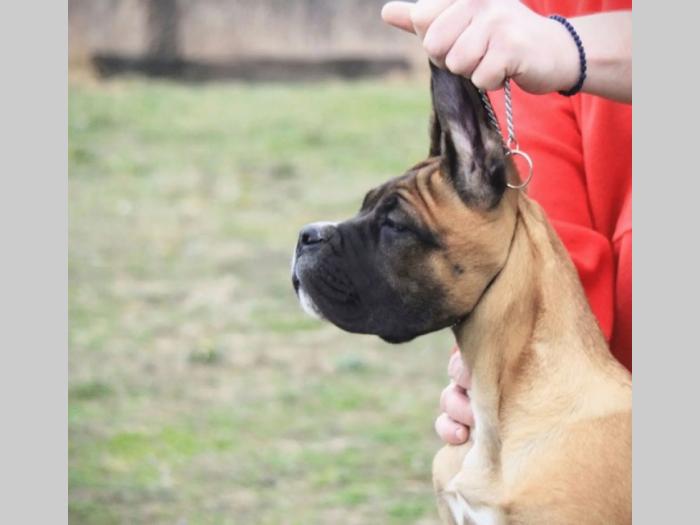 cane corso štenci besplatni mali oglasi