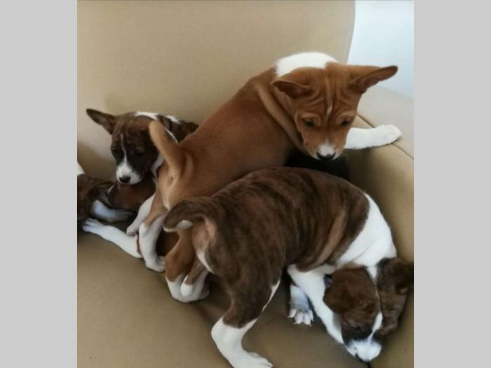 basenji štenci kvalitet za internacionalne izložbe besplatni mali oglasi