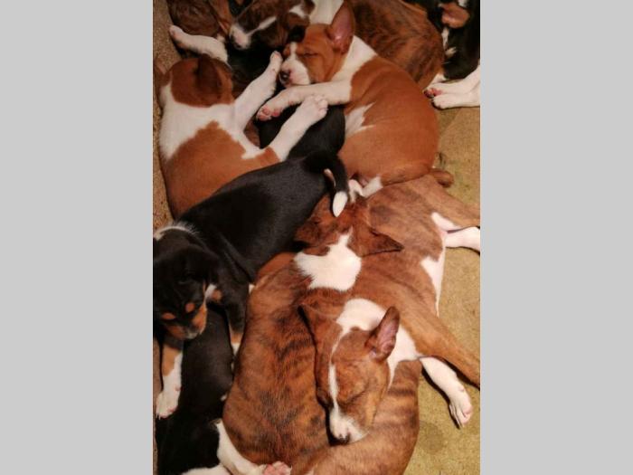 basenji štenci kvalitet za internacionalne izložbe besplatni mali oglasi