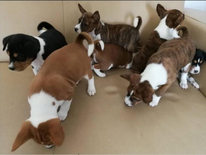 basenji štenci kvalitet za internacionalne izložbe besplatni mali oglasi