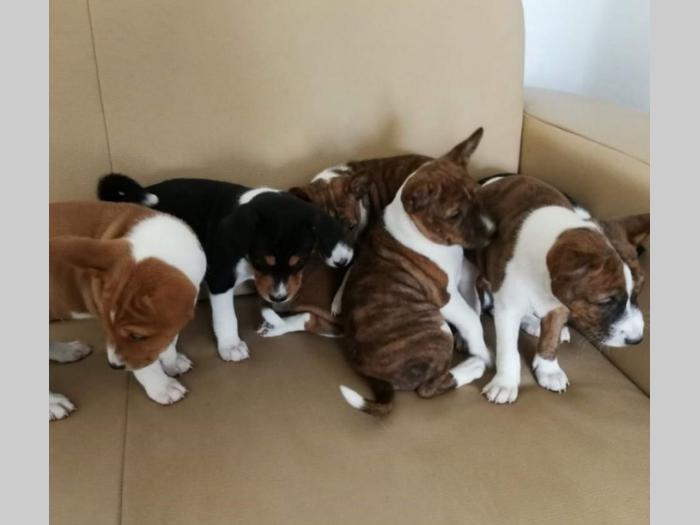 basenji štenci kvalitet za internacionalne izložbe besplatni mali oglasi