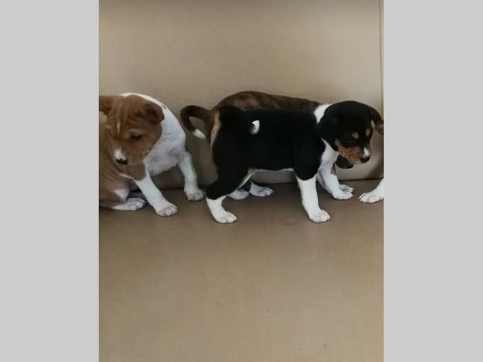 basenji štenci kvalitet za internacionalne izložbe besplatni mali oglasi