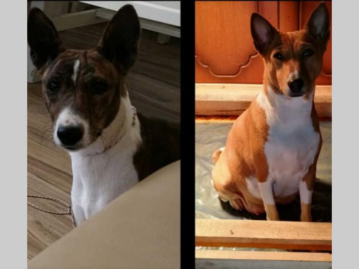 basenji štenci kvalitet za internacionalne izložbe besplatni mali oglasi