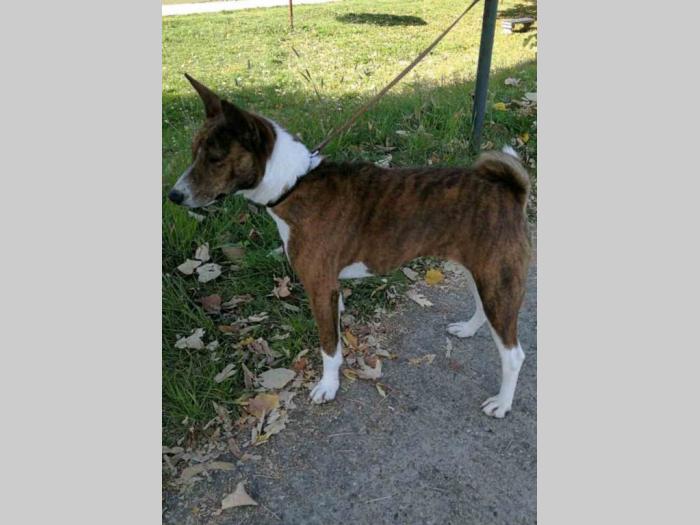 basenji štenci kvalitet za internacionalne izložbe besplatni mali oglasi