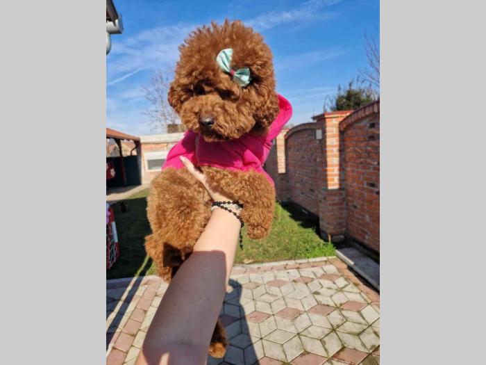 maleni štenci toy pudle besplatni mali oglasi