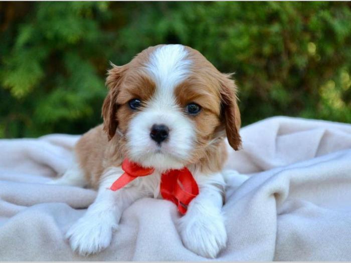 cavalier king charles štenci besplatni mali oglasi