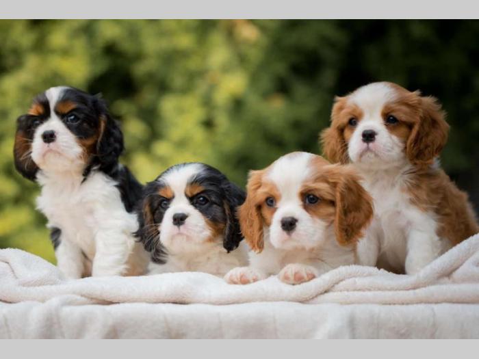 cavalier king charles štenci besplatni mali oglasi