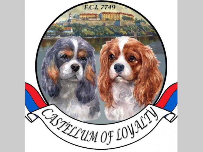 cavalier king charles štenci besplatni mali oglasi