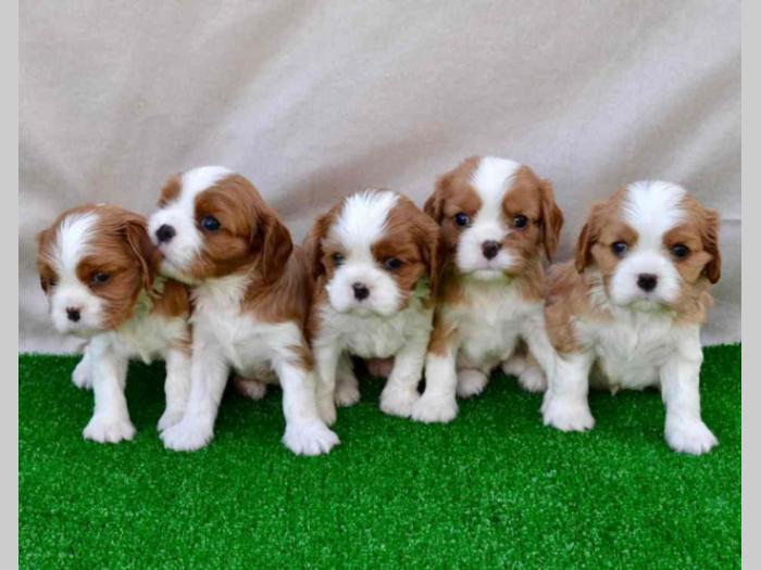 cavalier king charles štenci besplatni mali oglasi