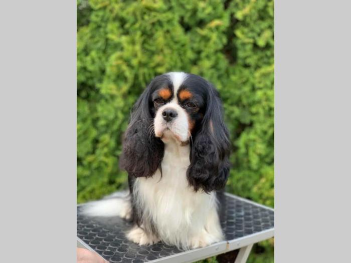 cavalier king charles štenci besplatni mali oglasi