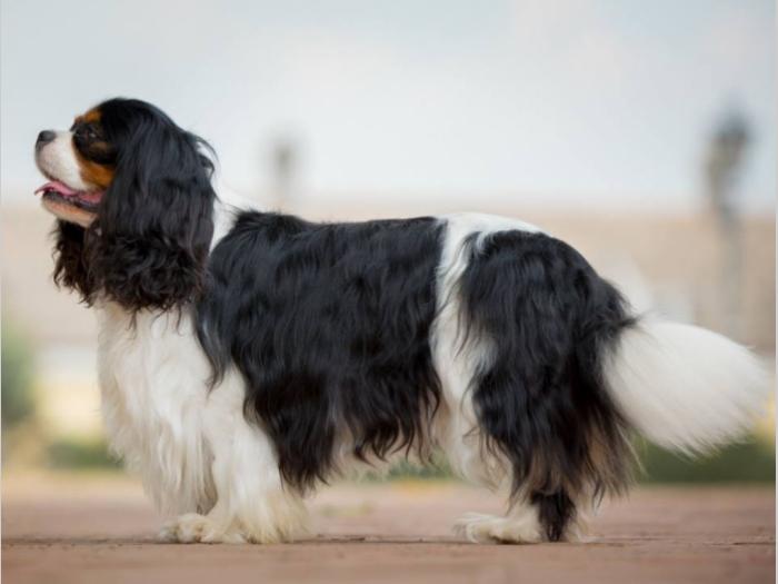cavalier king charles štenci besplatni mali oglasi
