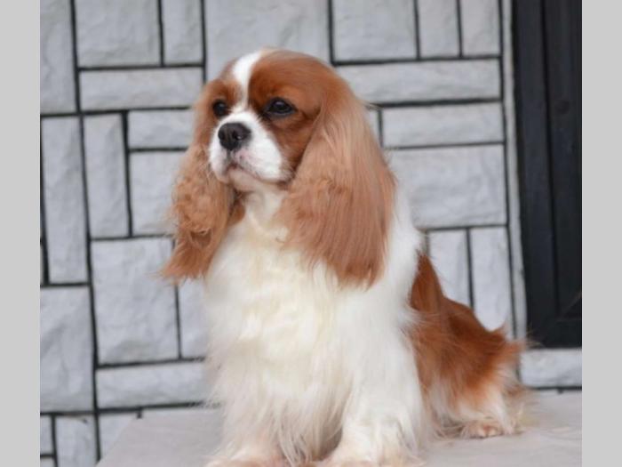 cavalier king charles štenci besplatni mali oglasi