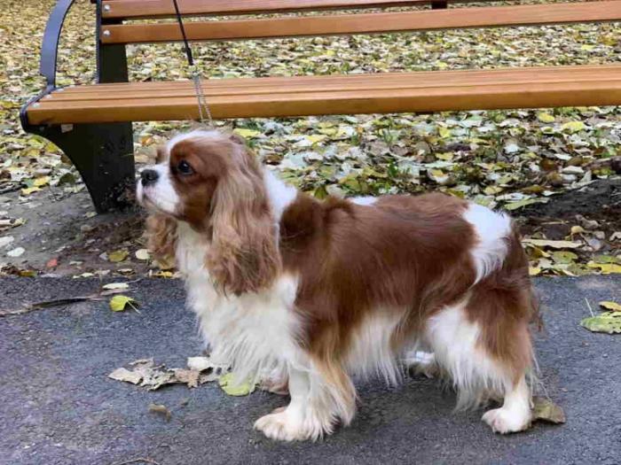 cavalier king charles štenci besplatni mali oglasi