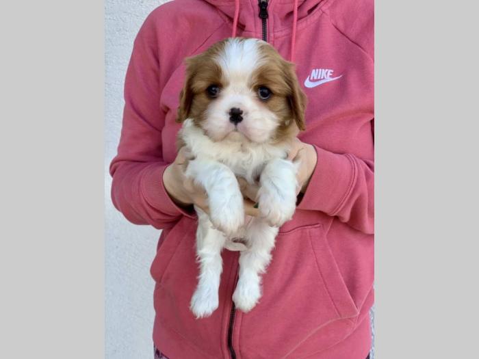cavalier king charles štenci besplatni mali oglasi