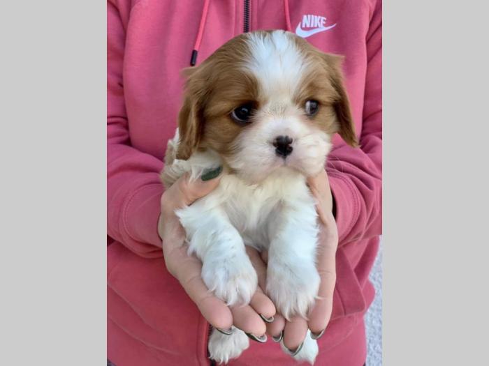 cavalier king charles štenci besplatni mali oglasi