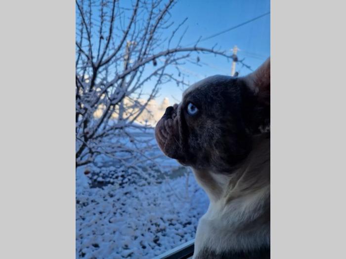 francuski buldog besplatni mali oglasi