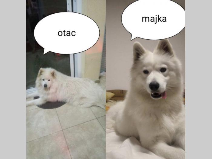 na prodaju štenci sibirskog samojeda četiri ženke besplatni mali oglasi