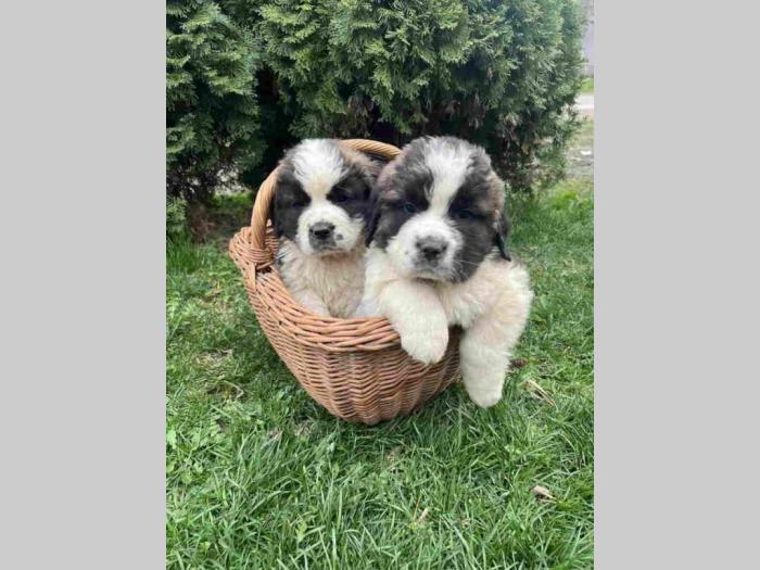 štenci bernandinac besplatni mali oglasi