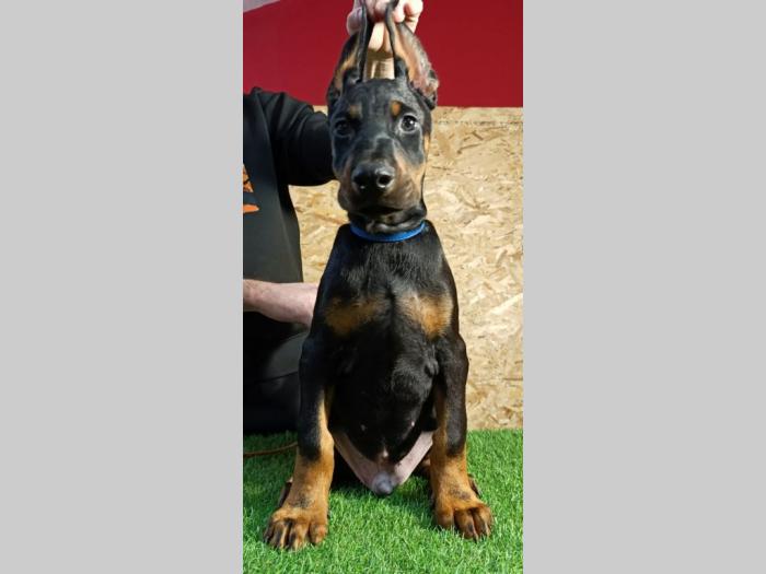 štenci dobermana besplatni mali oglasi