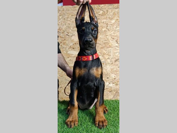 štenci dobermana besplatni mali oglasi