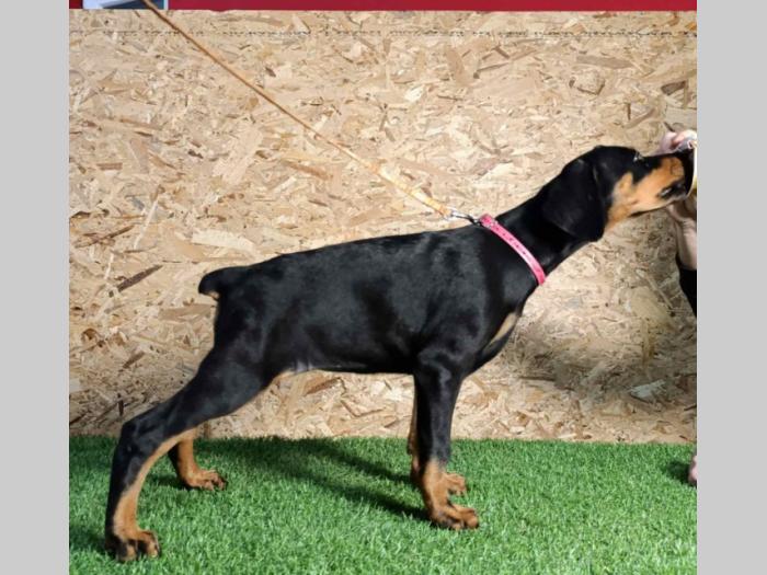 štenci dobermana besplatni mali oglasi