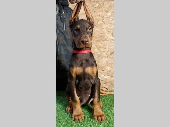 štenci dobermana besplatni mali oglasi