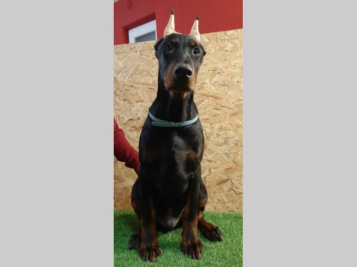 štenci dobermana besplatni mali oglasi