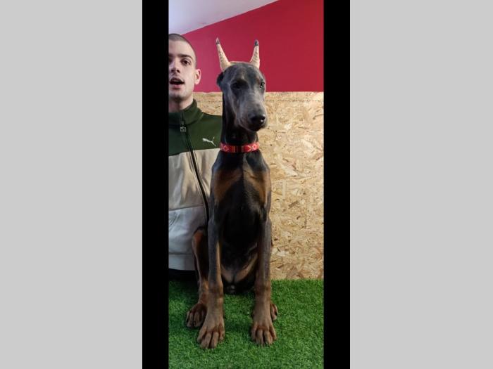 štenci dobermana besplatni mali oglasi