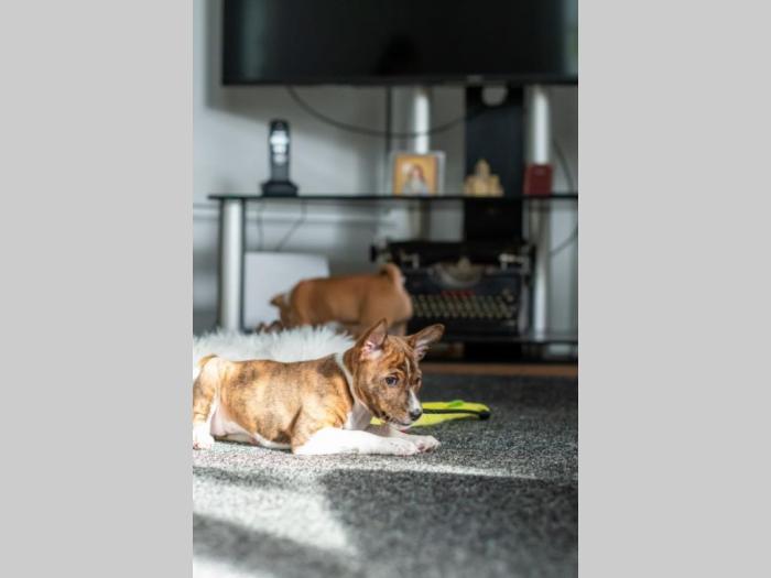 basenji prelepi štenci besplatni mali oglasi