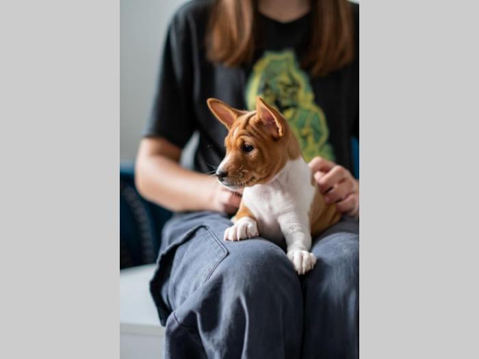 basenji prelepi štenci besplatni mali oglasi
