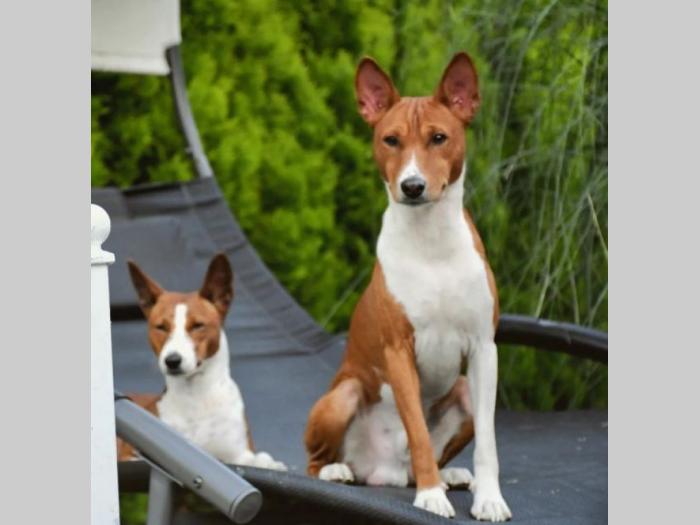 basenji prelepi štenci besplatni mali oglasi