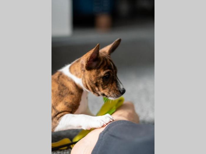 basenji prelepi štenci besplatni mali oglasi