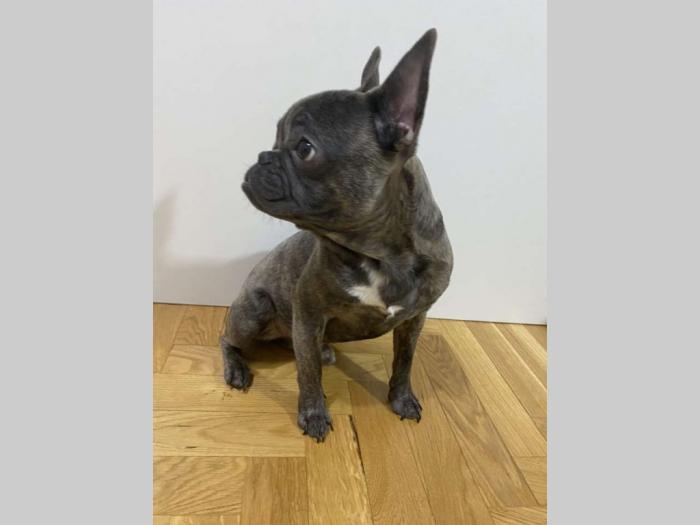 mikro francuski buldog besplatni mali oglasi